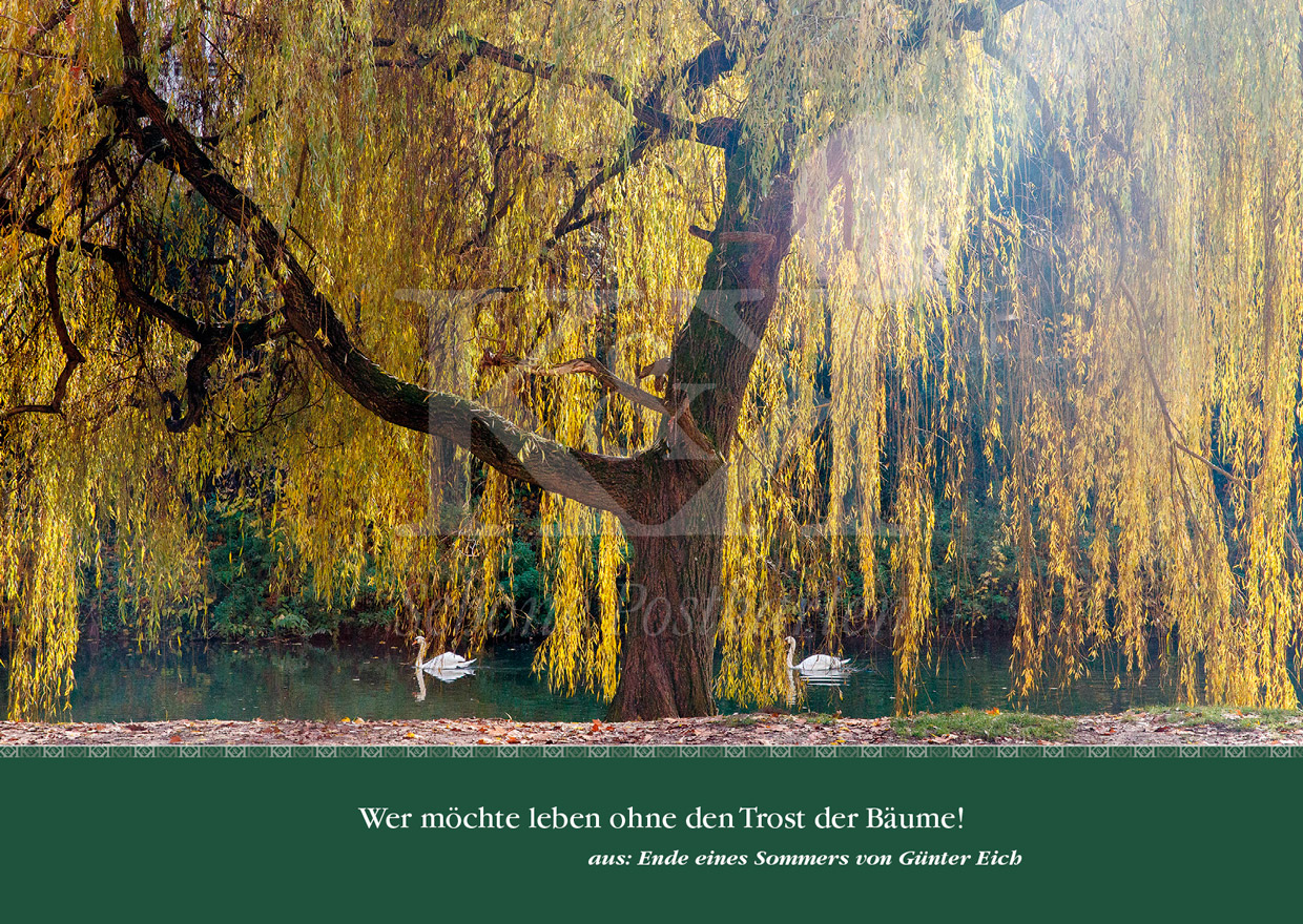 Nr. 133 · Der Trost der Bäume | © Schöne Postkarten, Tübingen